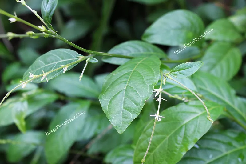 Guiné: A Planta e Seu Significado na Espiritualidade à Luz da Bíblia
